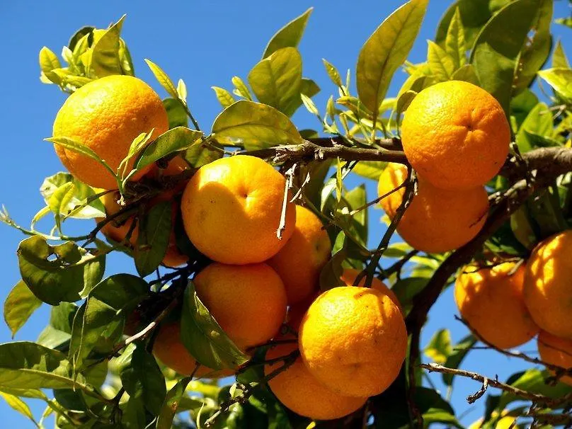 Neroli Villa Mondello